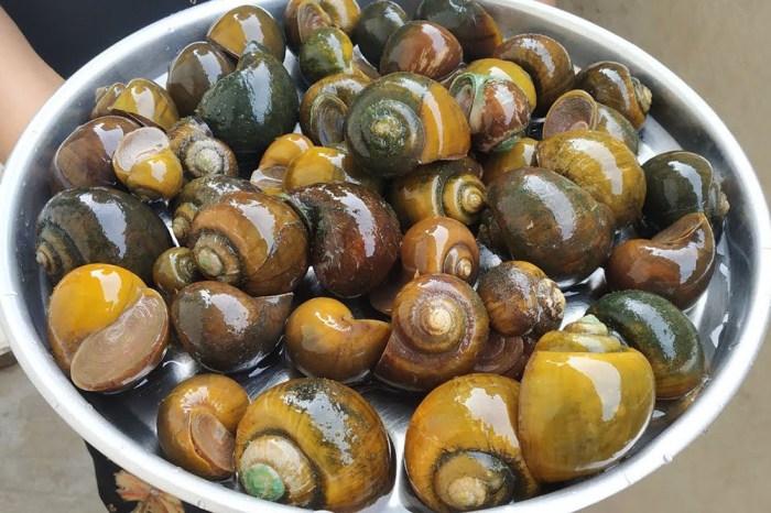 How to cook snail indian style